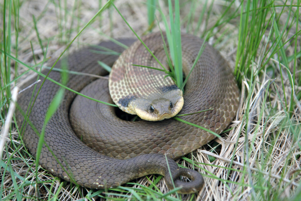 Non Venomous Snakes That Look Like Cobras Reptile Craze