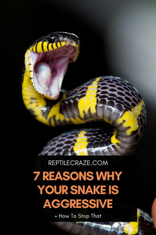 How Often Should You Soak A Snake Reptile Craze