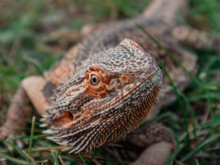 Bearded Dragon Stress Marks And Other Stress Signs Reptile Craze