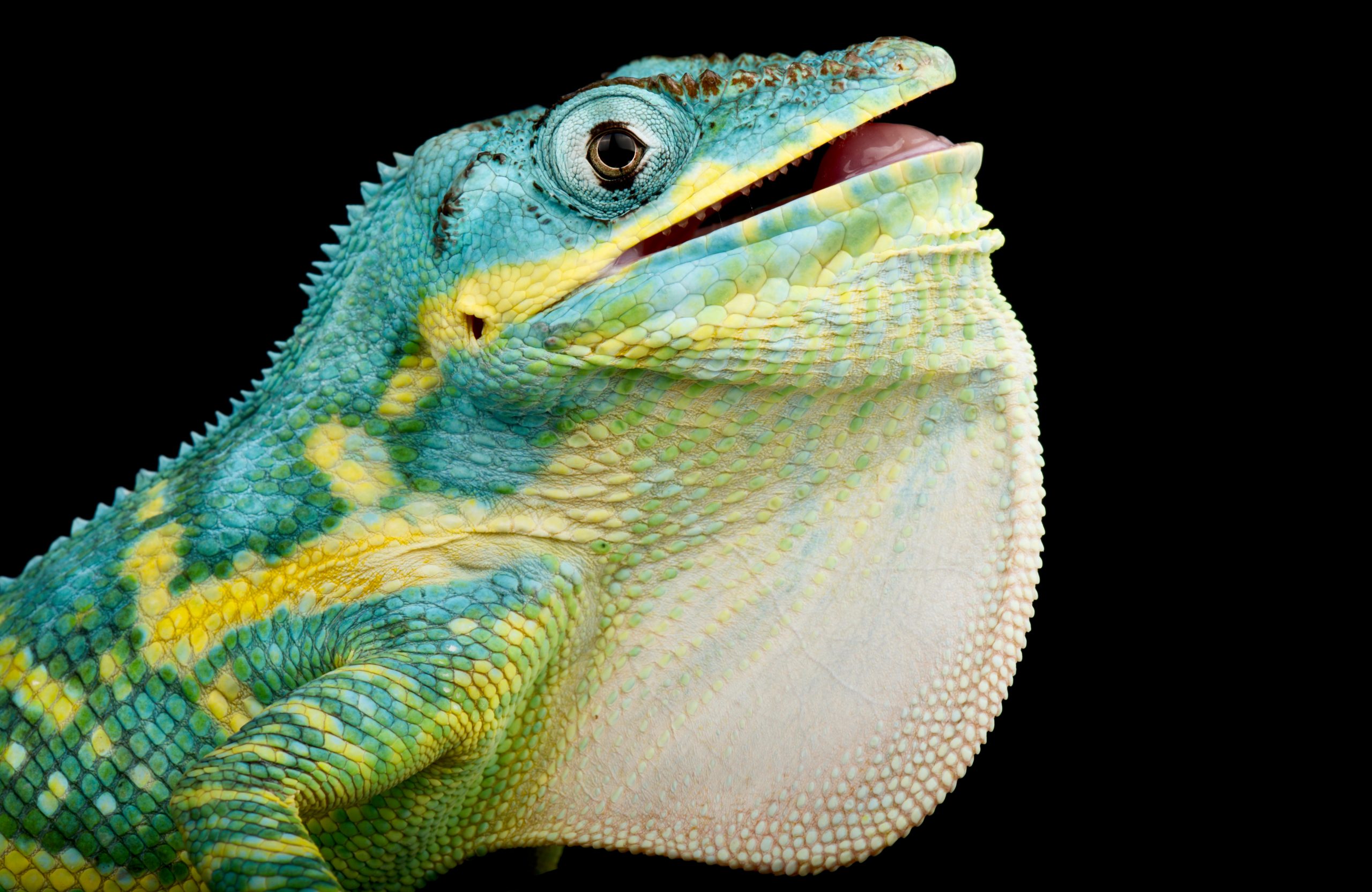 8 Signs Your Anole Is Dying How You Can Help Reptile Craze