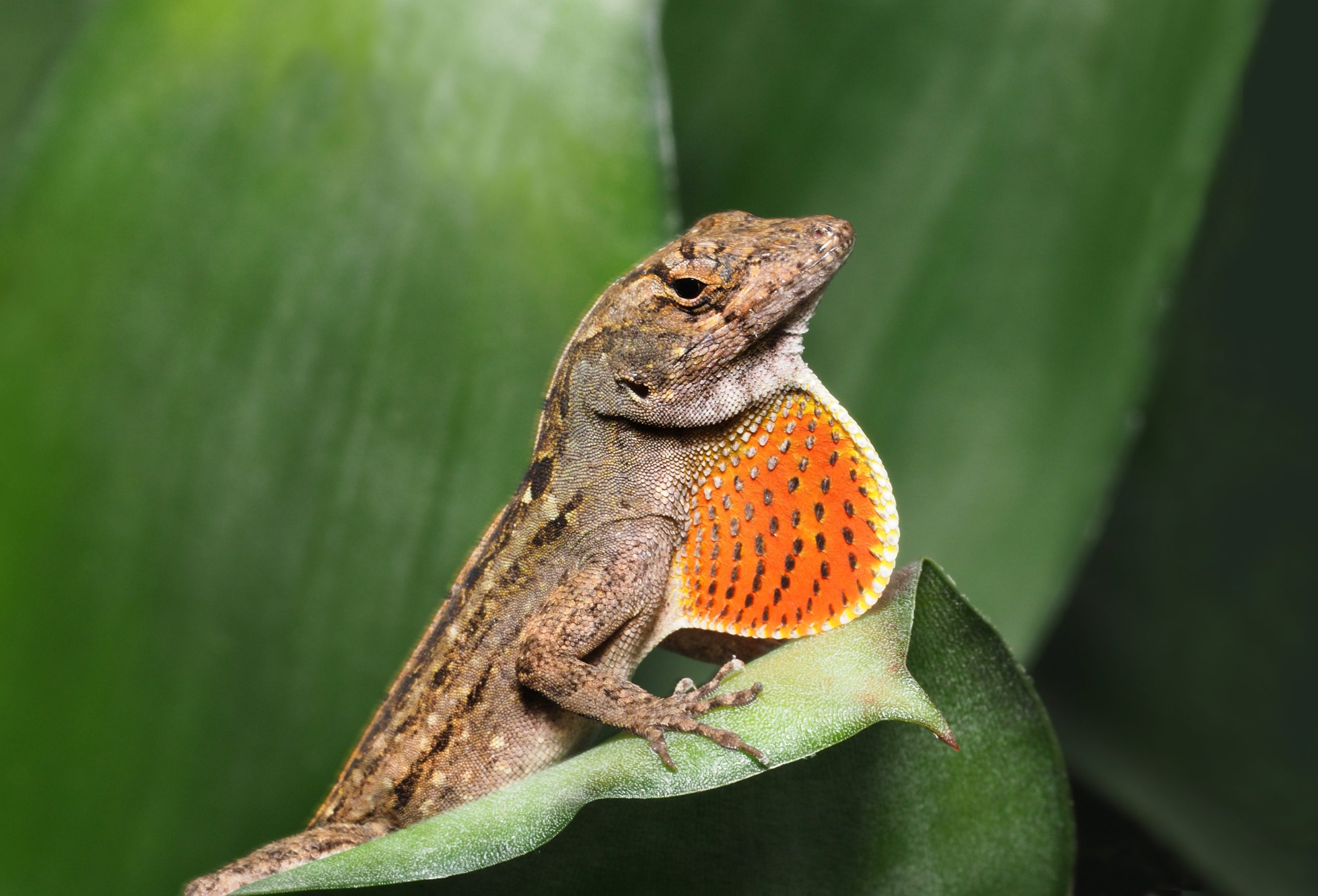 8 Signs Your Anole Is Dying How You Can Help Reptile Craze