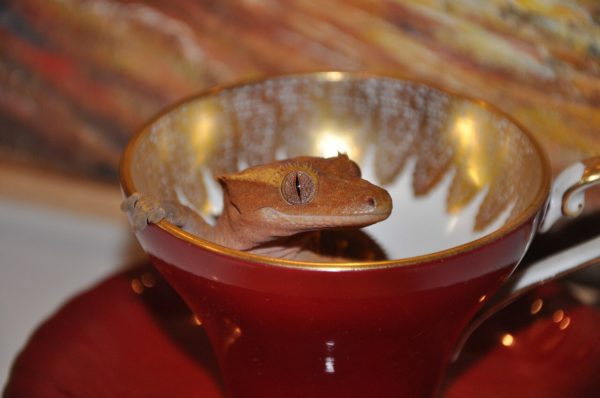 Crested Gecko Digging behavior