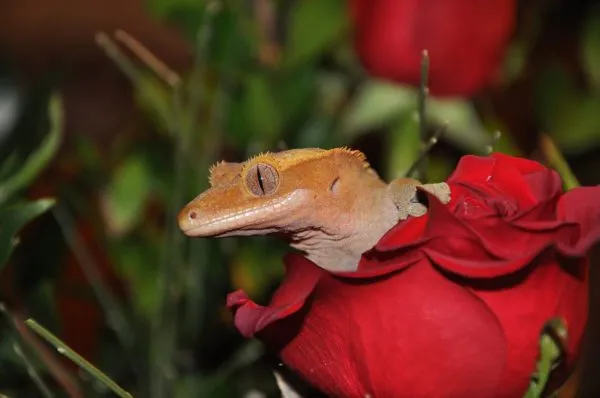 crested gecko uvb lighting