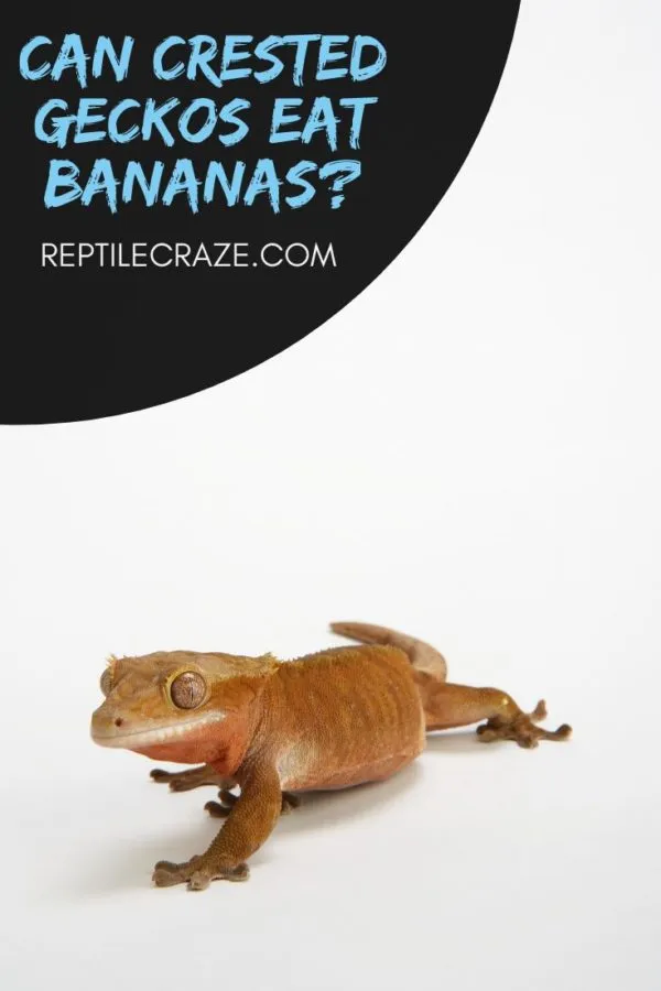 Are bananas okay for crested geckos?