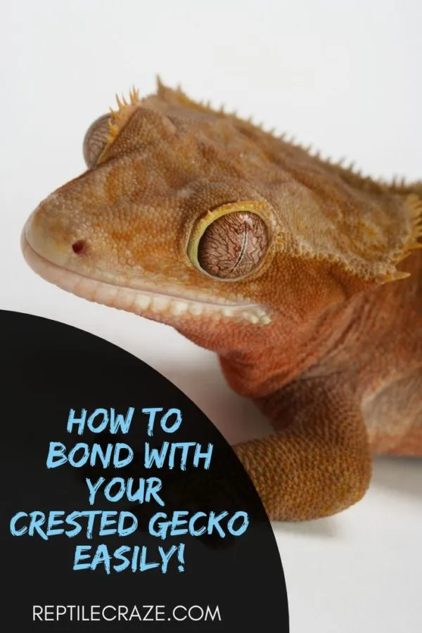 how to tame a crested gecko