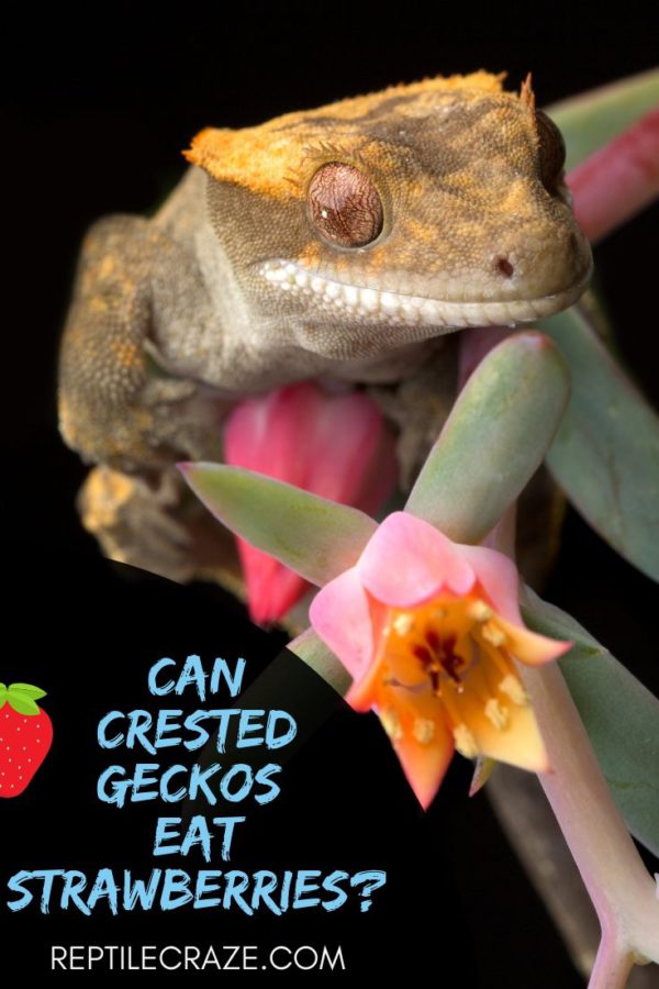 Can crested geckos eat strawberries?