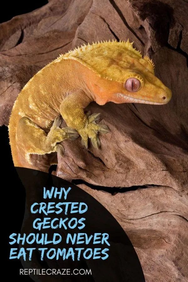 Can crested geckos eat tomatoes?