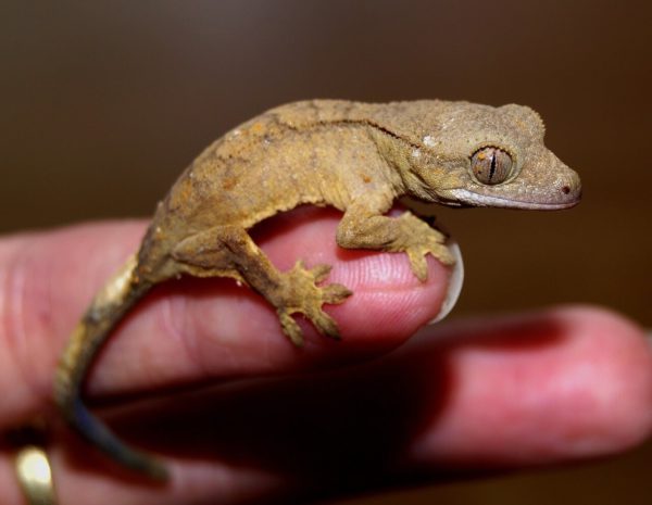 How to bond with a crested gecko