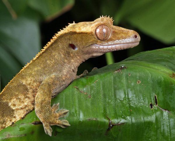 how to calm down an aggressive crested gecko?