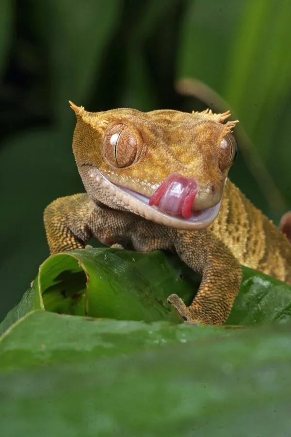 are strawberries okay for crested geckos?