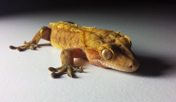 crested gecko bonding