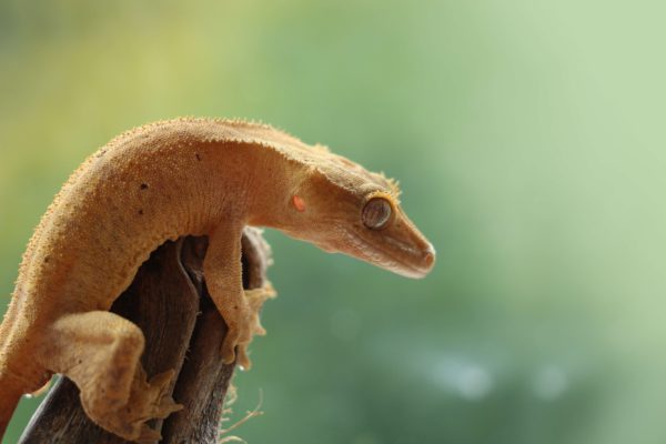 Are crested geckos good swimmers?