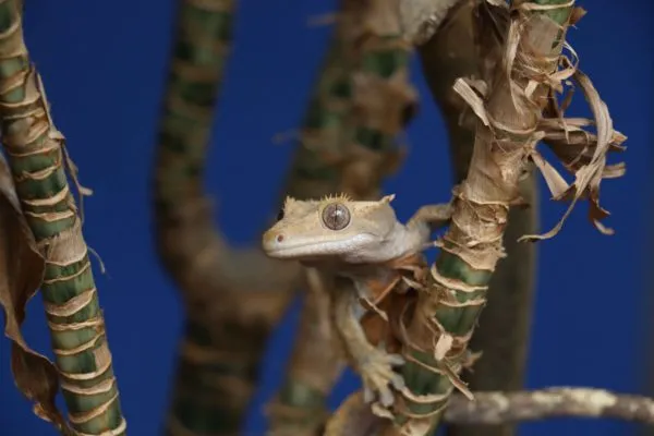 How fast are crested geckos?