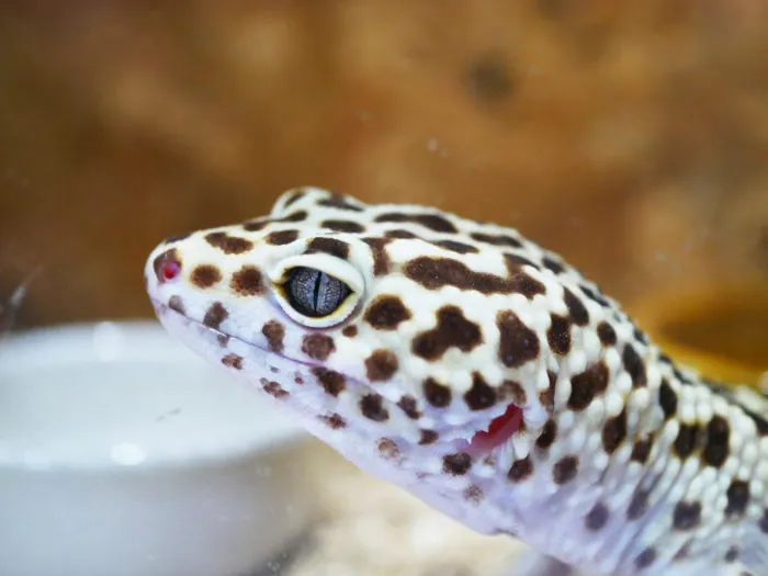 do leopard geckos need to drink water?