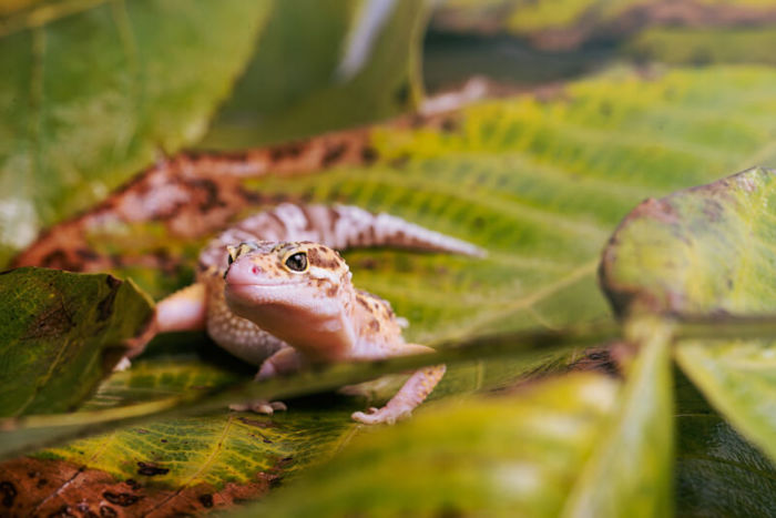 Can Leopard Geckos Swim Bad Idea Reptile Craze