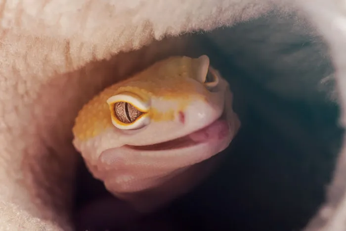 Do Leopard Geckos Like Water?