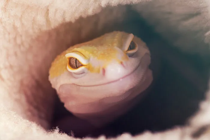 why is my baby leopard gecko not friendly?