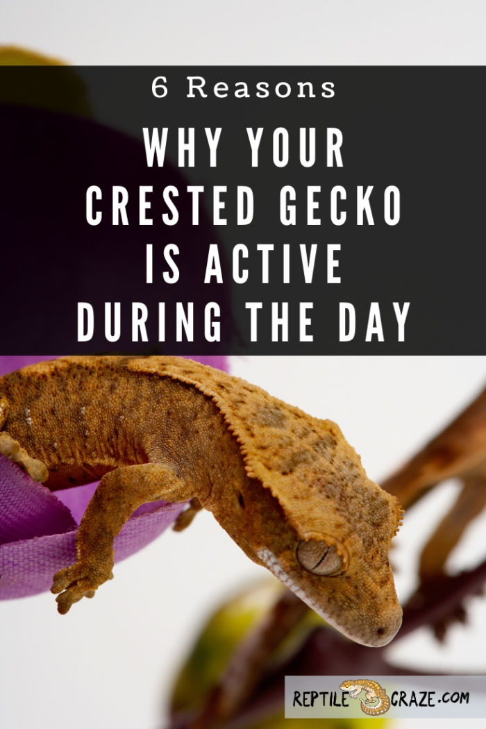 Why is my crested gecko awake during the day?