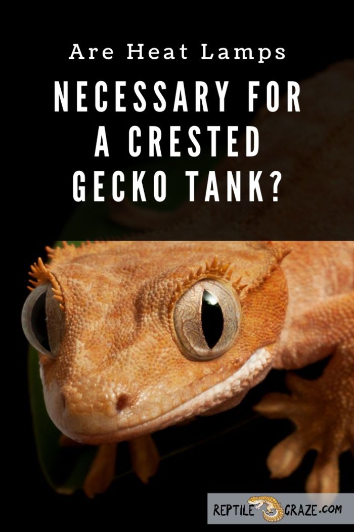 Do you need a heat lamp for a crested gecko?