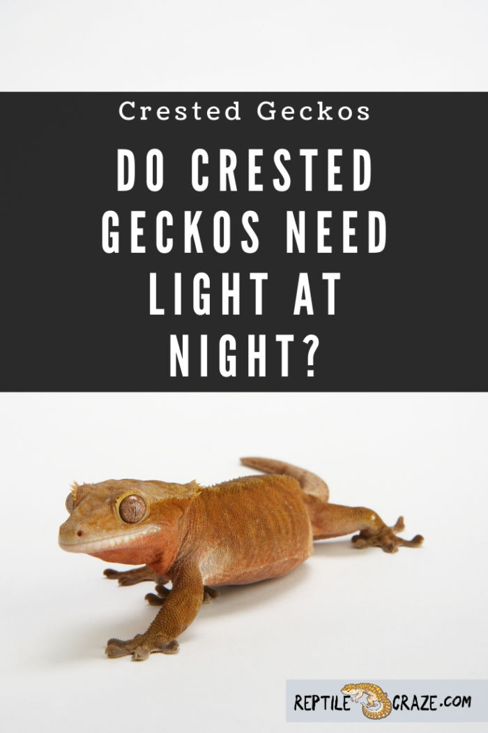 Do crested geckos need light at night?