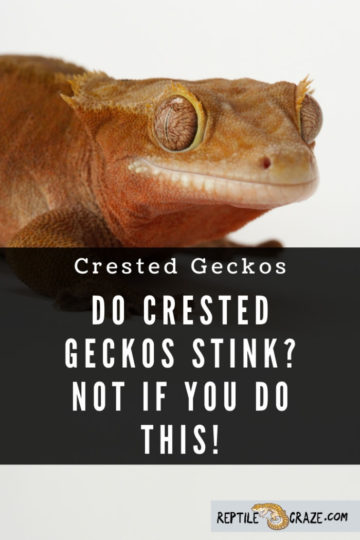 Crested Geckos Do Not Smell - THIS Does! - Reptile Craze