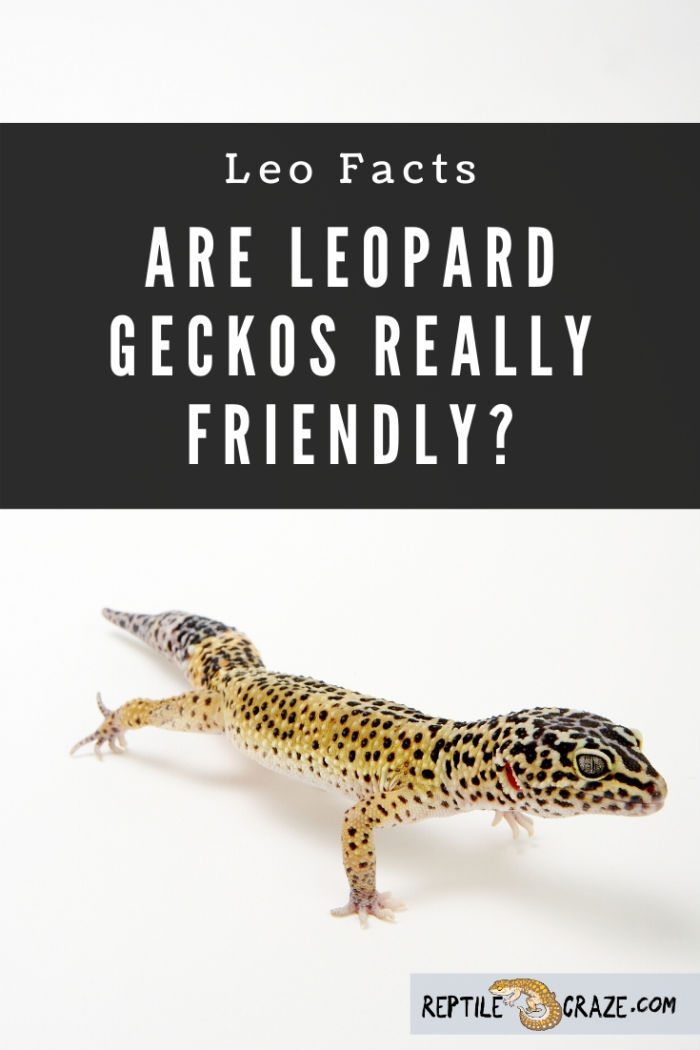 are geckos poisonous to dogs