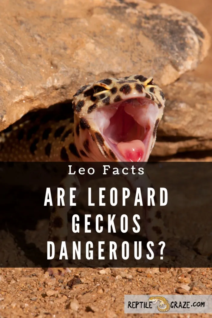 Are leopard geckos dangerous?