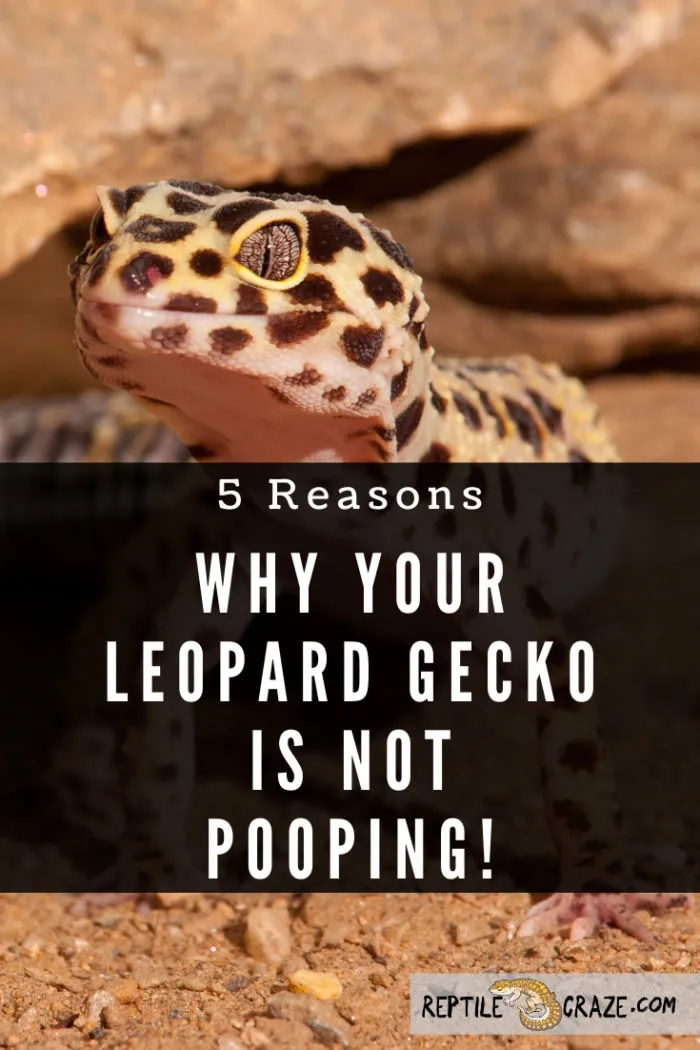 Why is my leopard gecko not pooping?