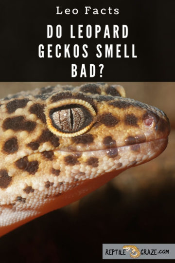 Do Leopard Geckos Smell Bad? What You Need To Do - Reptile Craze