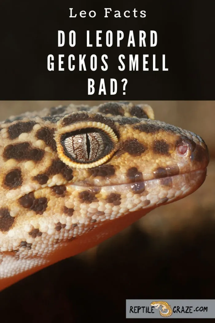 Do leopard geckos smell?