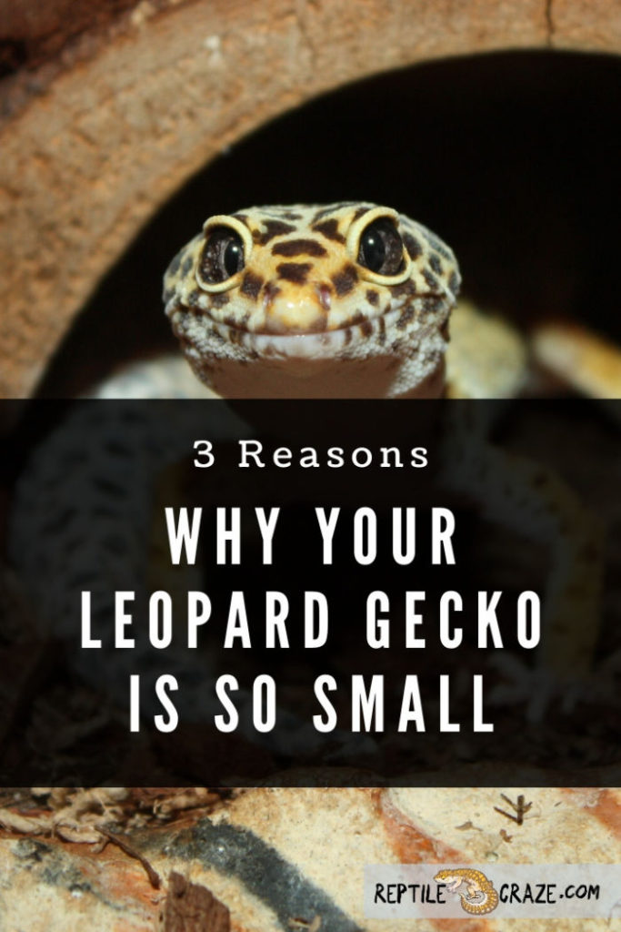 The 3 Reasons Why Your Leopard Gecko Is So Small - Reptile Craze