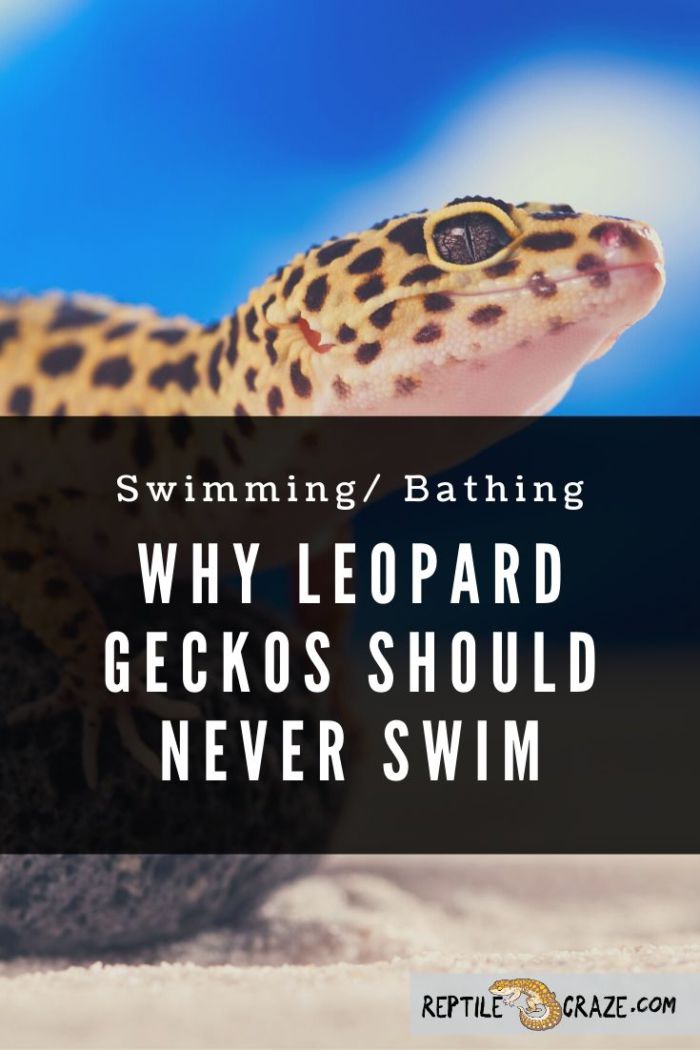 Kan leopardgeckos simma?