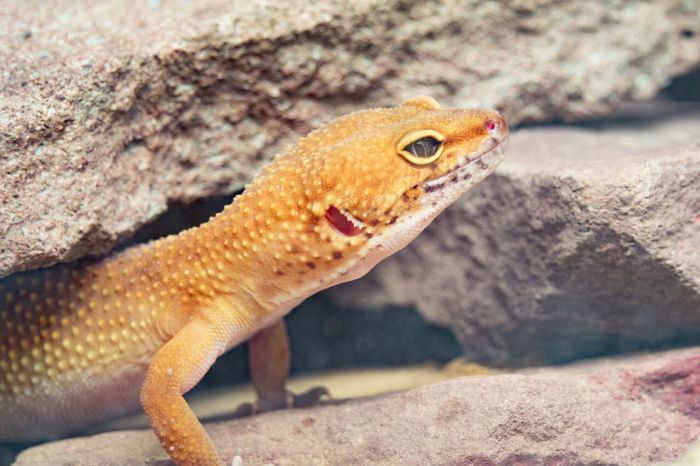 can leopard geckos eat wild ants?