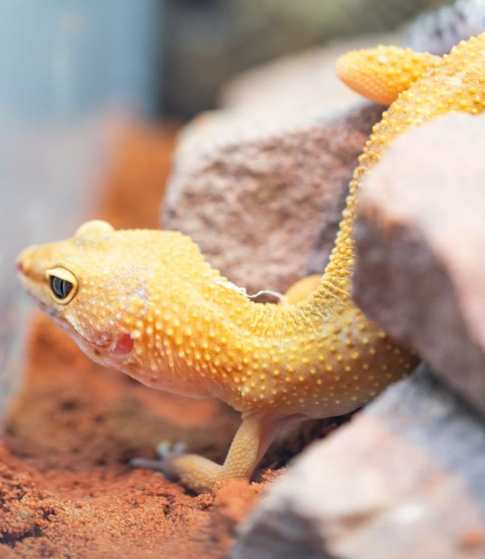 are earthworms good for leopard geckos?