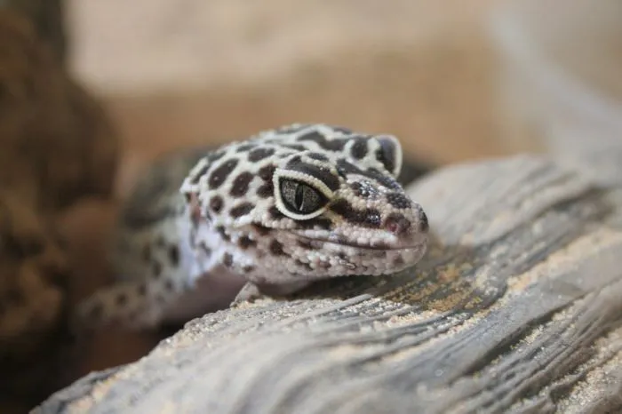 why is my leopard gecko digging in the sand?