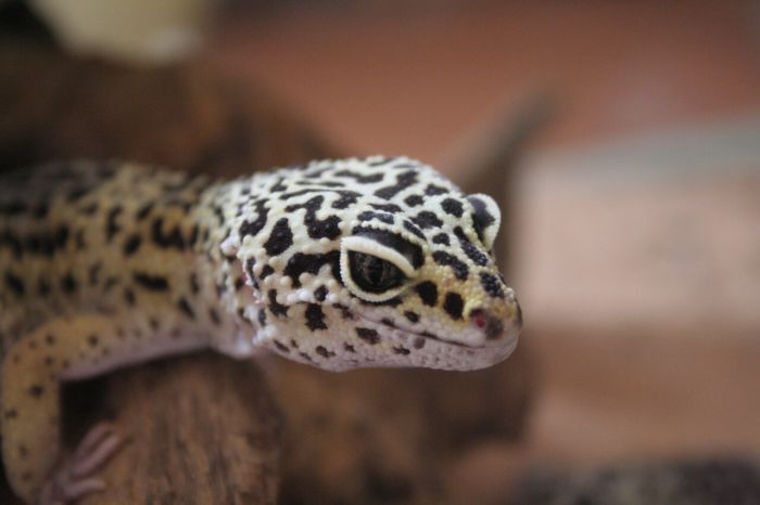 is my leopard gecko impacted?