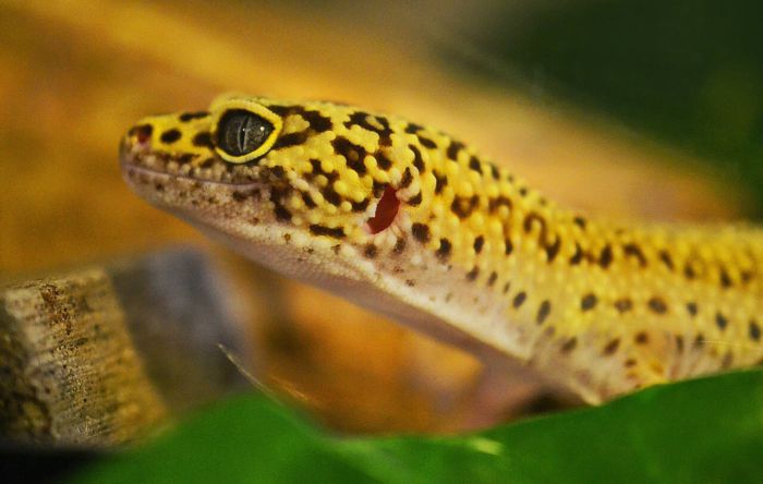 Leopard gecko digging behavior