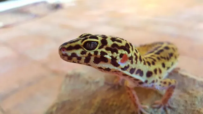 are leopard geckos dangerous for kids?