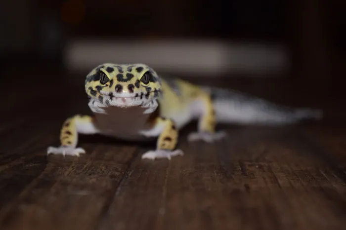Do leopard geckos need heat lamps or heat mats?