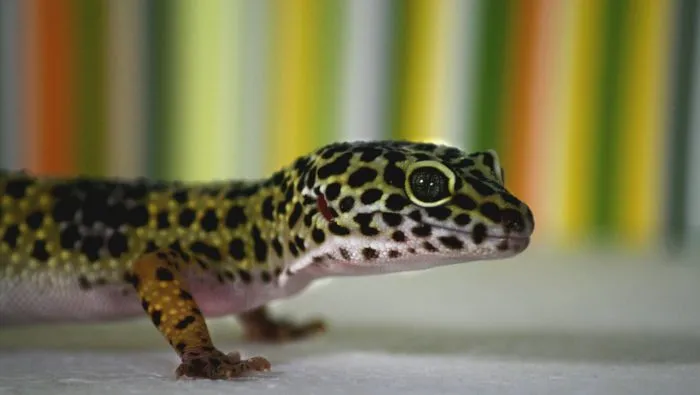 Do leopard gecko bites hurt?