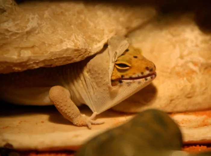 Do leopard geckos need baths?