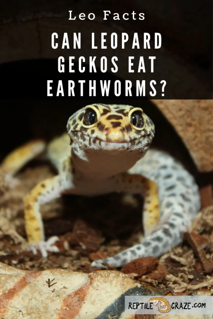 Can leopard geckos eat earthworms?