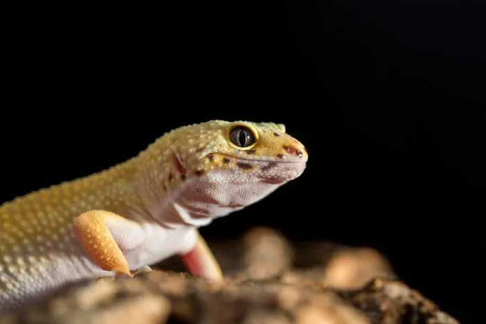 leopard geckos as pets pros and cons