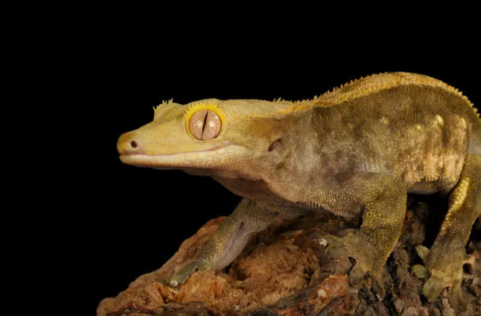 how well do crested geckos hear?