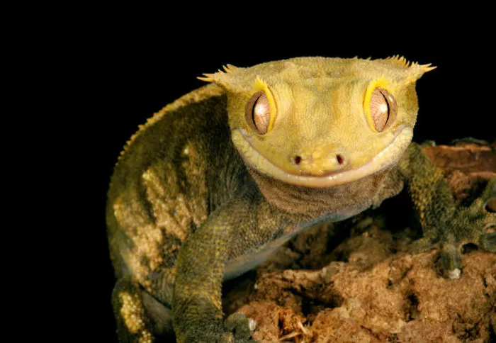 crested gecko biting behavior