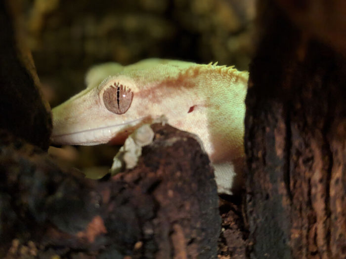 reasons for hiding in crested geckos