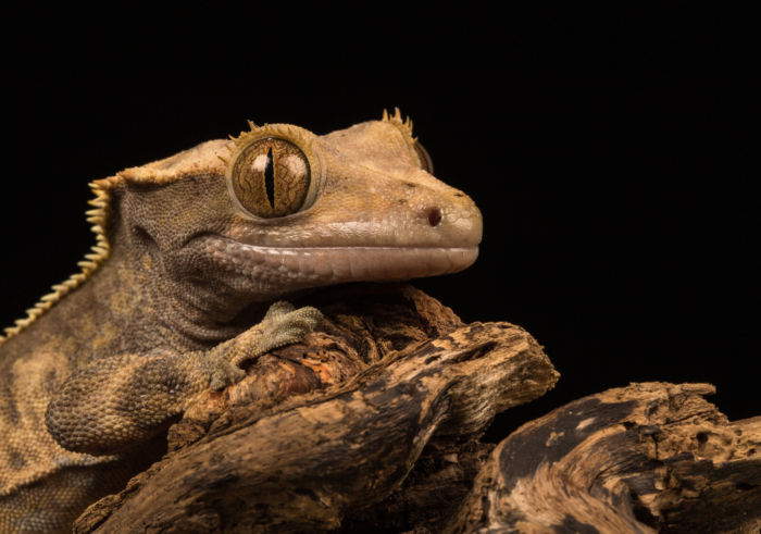 heat lamp for crested gecko