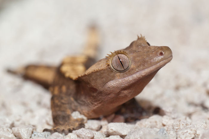 do crested geckos produce odors