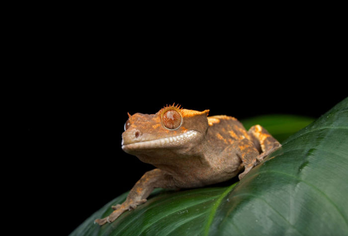 why is my crested gecko awake all the time?