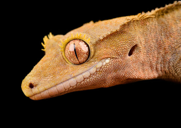 Crested gecko handling